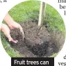  ??  ?? Fruit trees can also be planted