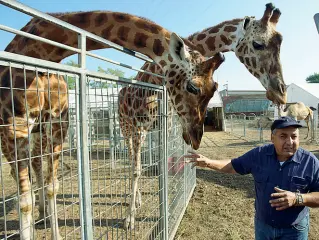  ??  ?? Attrazioni Due giraffe del circo in questi giorni in via Legnago a Verona. In totale sono presenti 90 animali