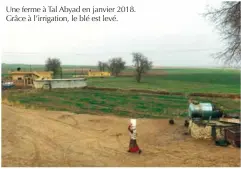  ??  ?? Une ferme à Tal Abyad en janvier 2018. Grâce à l’irrigation, le blé est levé.