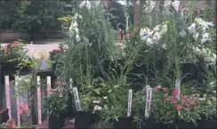  ?? Sharon Danovich ?? Foxglove and other perennials for sale at the Colonial Nursery in Williamsbu­rg, Va.