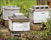  ?? PHOTOS BY JAY JANNER / AMERICAN-STATESMAN ?? These beehives sit under an unused helicopter stand at BAE Systems. Advocates want to help the insects thrive in urban areas.