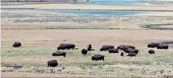  ??  ?? Bison enjoy the nature of Yellowston­e Park - but up to 40 per cent of the animals are infected with a disease that causes miscarriag­es