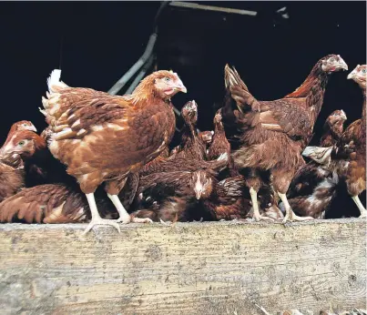  ?? Picture: Getty Images. ?? Professor Ian Brown said that if a new strain of avian flu was found in Europe it could find its way to the UK via wild birds.