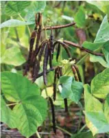  ??  ?? Mungbean or San Mateo’s “black gold” is one of the priority commoditie­s of the DOST-PCAARRD under its Industry Strategic Program because of its economic importance and one of the cheapest sources of protein in the Filipino diet.