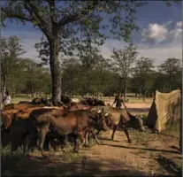  ?? ?? The community use mobile bomas to house cattle which helps to mitigate predation