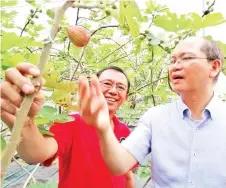  ??  ?? Tangau examining a ripe fig fruit while Jontih explains.