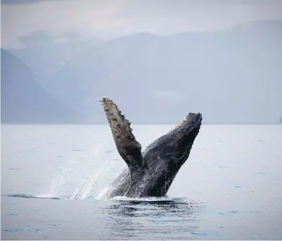  ??  ?? A humpback whale breaches just outside of Hartley Bay near the Great Bear Rainforest. Mankind’s hunting of whales and other marine mammals has led to a roughly fivefold decrease in their biomass, Trevor Hancock writes.