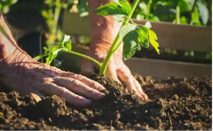  ?? Getty Images/iStockphot­o ?? Gardening young plant into bed.