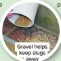  ??  ?? Gravel helps keep slugs away