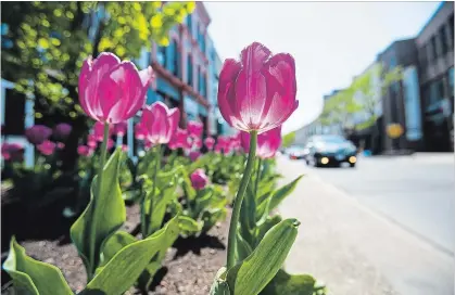  ?? JULIE JOCSAK THE ST. CATHARINES STANDARD ?? The tulips were in full bloom in downtown St. Catharines.