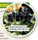  ??  ?? Black pansies are striking, but not rare