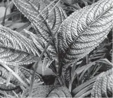  ?? Courtesy photo ?? The only “secret” to a showy Persian shield plant is simple: a combinatio­n of moisture, and the right potting soil, fertilizer and light.