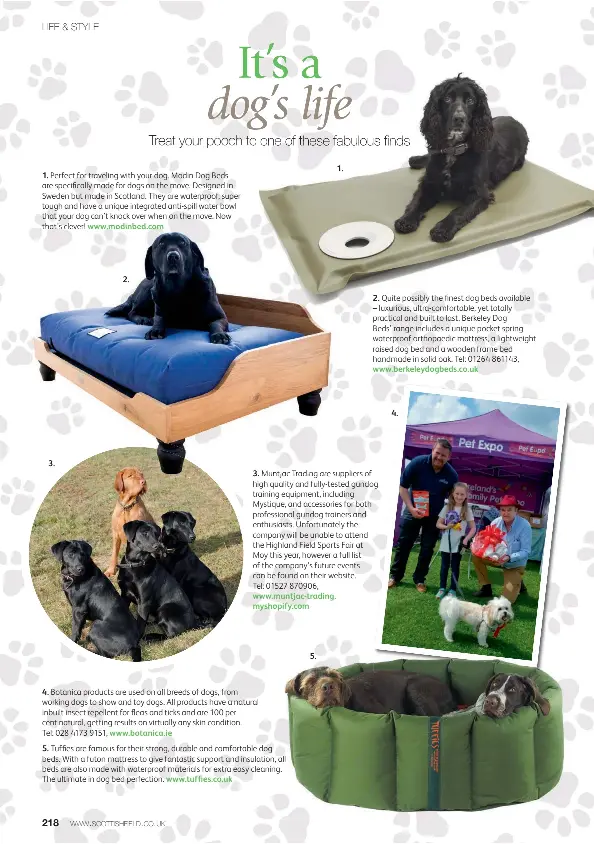 Mystique dog training equipment cheap