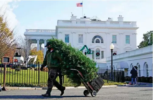  ?? Associated Press ?? A worker carries a tree as holiday wreaths are hung on windows outside the White House in Washington on Wednesday.