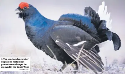  ?? National Trust ?? > The spectacula­r sight of displaying male black grouse can no longer be enjoyed in the South West