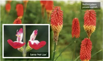  ??  ?? Red hot pokers provide warmth Salvia ‘Hot Lips’
