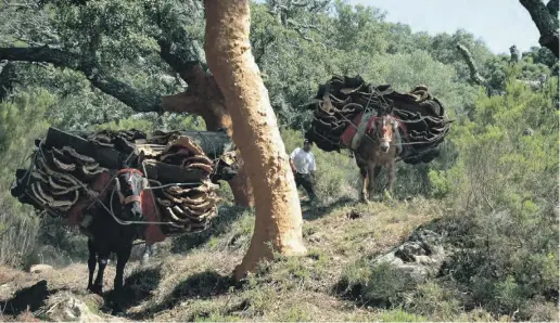  ?? Foto: CSN-Archiv ?? Im Naturpark Parque Natural de los Alconorcal­es werden pro Saison rund zwei Millionen Kilogramm Kork geerntet.