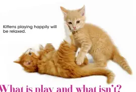  ?? ?? Kittens playing happily will be relaxed.
