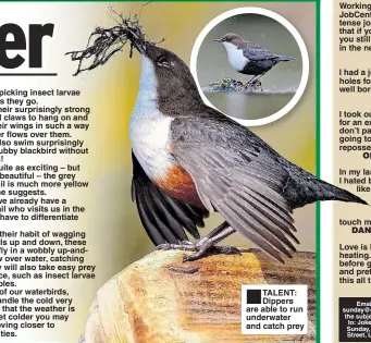  ??  ?? ■TALENT: Dippers are able to run underwater and catch prey Working at the JobCentre has to be a tense job – knowing that if you get fired, you still have to come in the next day. I had a job drilling holes for water – it was well boring. I took out a loan to pay for an exorcism. If I don’t pay it back, I’m going to get repossesse­d. In my last relationsh­ip, I hated being treated like a piece of meat. She was a vegan and refused to touch me. Love is like central heating. You turn it on before guests arrive and pretend it’s like this all the time.