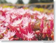  ??  ?? This is sedum on the green roof. sciencedai­ly.com