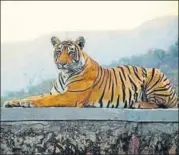  ?? PHOTO: ANJALI SINGH ?? A tigress sits on a wall near Sher Bagh, Rajasthan