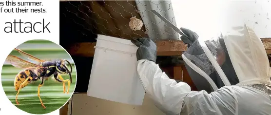  ?? PHOTOS: MAARTEN HOLL/FAIRFAX NZ ?? Victoria University researcher Davide Santoro collects a live wasps nest from a garage in Lower Hutt.