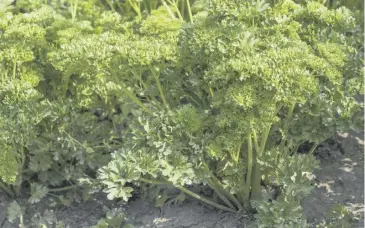  ?? ?? Parsley looks really attractive as an edging to your plot or a raised bed