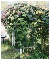  ??  ?? Hyacinth bean or lablab vine has showy amethyst and violet blossoms followed by purplish seedpods.