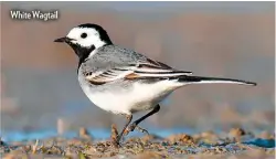  ??  ?? White Wagtail