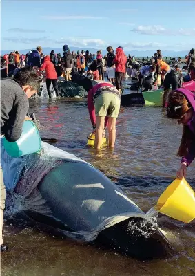  ??  ?? I volontari cercano di rianimare le balene spiaggiate in massa a Farewell Spit, Nuova Zelanda