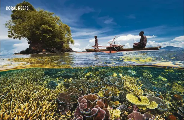  ??  ?? Clockwise from above: coral lies just below the surface here; a large pink anemone; shoals of triggerfis­h can be hundreds strong; a vegetative ‘buffer zone’ between sea and rows of oil palms.