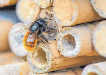  ?? FOTO: PATRICK PLEUL/DPA ?? Bei Bienen denkt fast jeder erst mal an die Honigbiene. Doch gerade die weniger bekannten Wildbienen sind gefährdet. Hier eine Gehörnte Mauerbiene (Osmia cornuta) an einem Insektenho­tel in einer Obstplanta­ge.