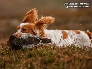  ?? ?? Ollie the spaniel retrieves a
grouse from the heather