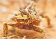  ??  ?? Australia’s thorny devils can conjure water out of the soil.