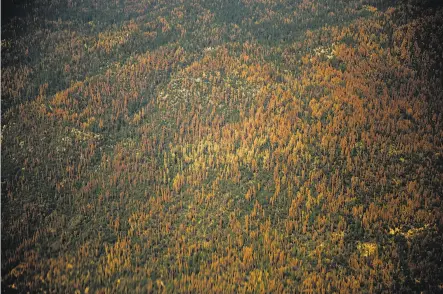  ?? Max Whittaker / Special to The Chronicle 2016 ?? Dead trees dot the landscape of the Sierra just south of Yosemite. Weakened trees fall atop roads, power lines and homes.