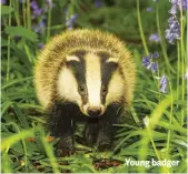  ??  ?? Young badger