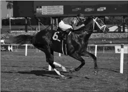  ?? LAUREN KING ?? Colonel Liam overcame a wide trip to win the Tropical Park Derby by 3 1/2 lengths. He earned a 94 Beyer Speed Figure.