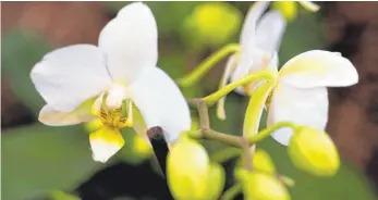  ?? FOTO: CATHERINE WAIBEL/DPA ?? Schmetterl­ingsorchid­een dürfen nicht zu viel gegossen werden.