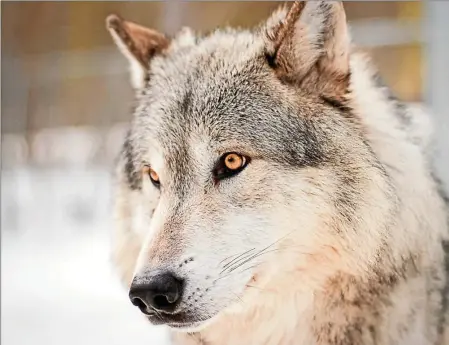  ??  ?? L’Office national de la chasse et de la faune sauvage (ONCFS) s’est penché sur la question. Sur les 130 échantillo­ns que l'institutio­n a pu analyser, 92,5 % sont des loups non-hybridés (soit 120 loups de lignée génétique italienne), 1,5 % des animaux...