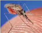  ?? JIM GATHANY-CDC ?? Researcher­s are looking into whether bug repellents that make humans taste bad to mosquitoes can help fight malaria.