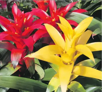  ?? PHOTOS: MINTER COUNTRY GARDEN ?? Bromeliads are among the easiest to care for and are vibrantly coloured.