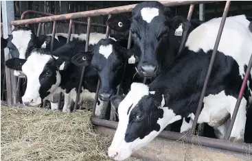  ?? —CP ?? Thousands of cows at farms in B.C., Alberta and Saskatchew­an are under movement controls due to bovine tuberculos­is concerns.