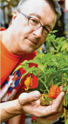  ??  ?? Andreas Strobl aus Günzburg züchtet seit vielen Jahren in seinem Garten im Stadtteil Birket verschiede­ne Chilisorte­n. Darunter sind milde, aber auch extrem scharfe wie die Carolina Reaper oder Trinidad Butch Scorpion, die zu den schärfsten der Welt zählen.