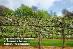  ??  ?? Apples trained as espaliers at Painswick Rococo Garden, The Cotswolds