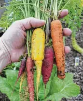  ?? ?? Last week’s carrot harvest will give way to the next season’s harvest. Remember to freeze the carrot greens to include in vegetable stock.