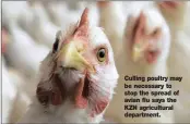  ??  ?? Culling poultry may be necessary to stop the spread of avian flu says the KZN agricultur­al department.