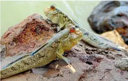  ??  ?? The African mudskipper’s movements have provided clues to how animals in the Devonian era, which ended about 360 million years ago, become land dwellers.