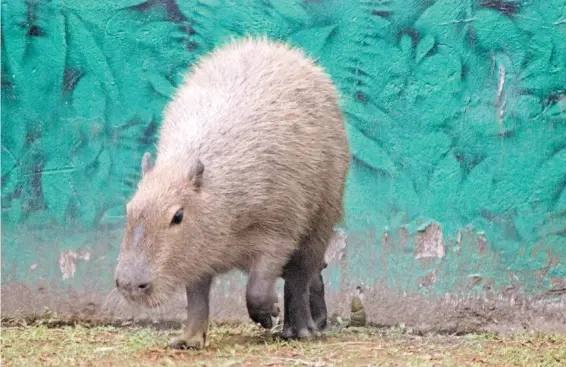  ?? GALO CAÑAS/GALO CAÑAS ?? "Son animales
indefensos, los acorralamo­s, les quitamos su hábitat y ahora nos quejamos porque nos invaden", reclama Perla Paggi