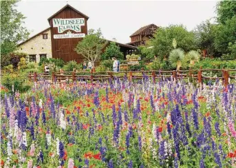  ?? Courtesy photo ?? Customers from all over flock to Wildseed Farms.