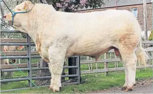  ??  ?? Charolais bull Solwayfirt­h Oneal sold for £10,000 at the online timed auction